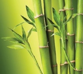 bamboo extract for skin